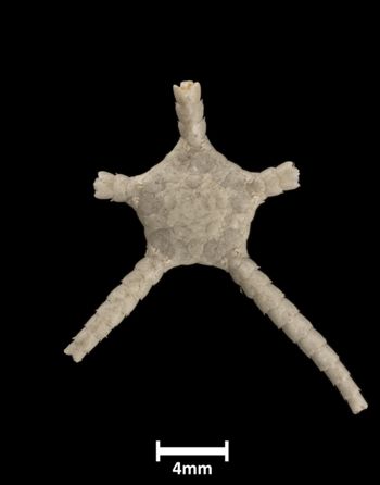 Media type: image;   Invertebrate Zoology OPH-677 Description: Top of brittle star with a view of the disc.;  Aspect: dorsal